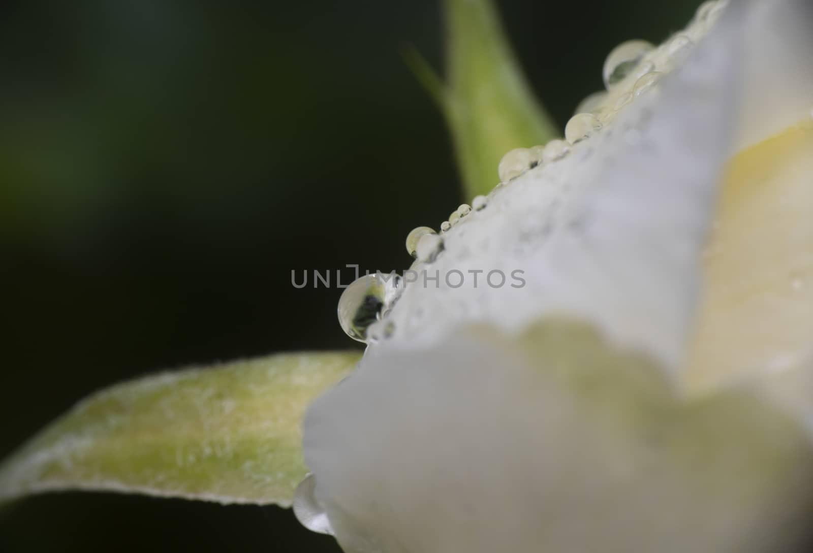white rose rain drop macro close up by alex_nako