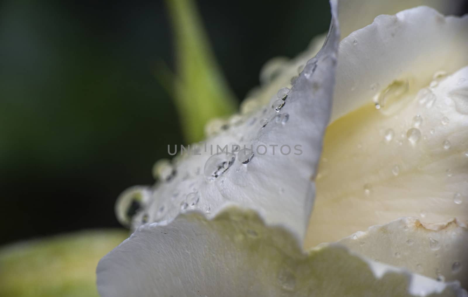 white rose rain drop macro close up by alex_nako