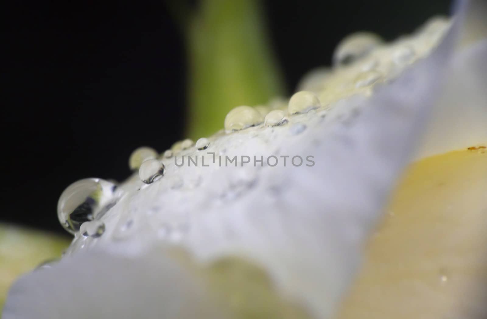 white rose rain drop macro close up