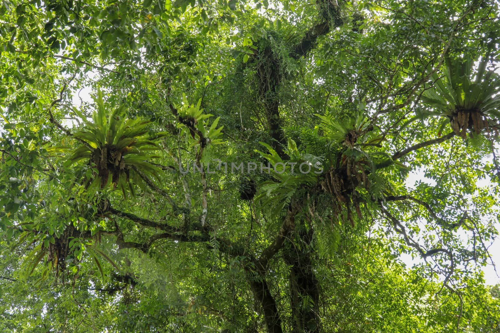 Asplenium nidus, Birds nest fern on the big tree tropical rain forest plant grows on tree. Birds nest fern or asplenium nidus. Bali, Indonesia.