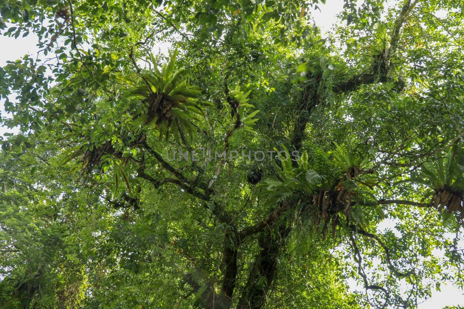 Asplenium nidus, Birds nest fern on the big tree tropical rain forest plant grows on tree. Birds nest fern or asplenium nidus. Bali, Indonesia.