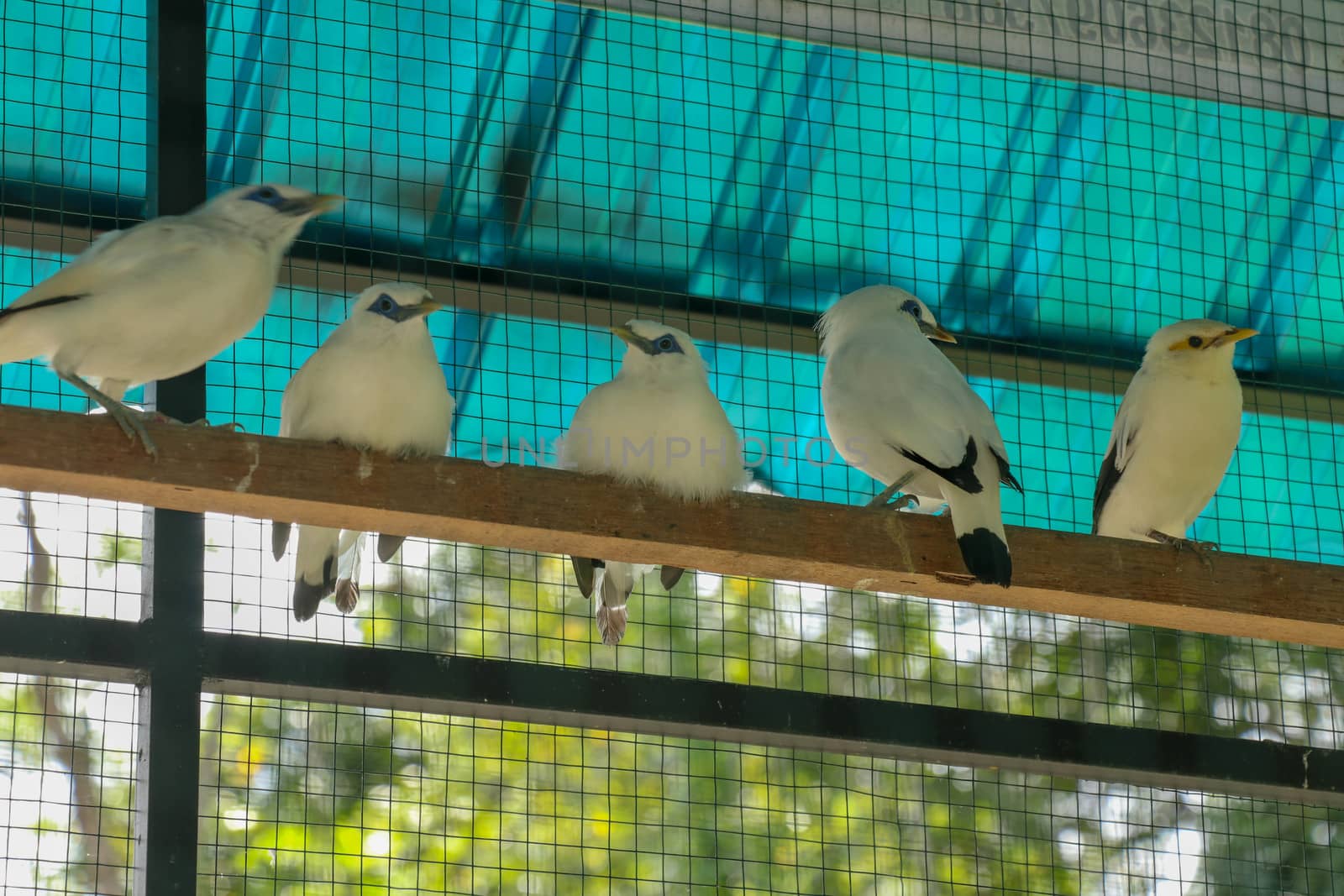 Jalak Bali, an endemic bird from Bali, Indonesia