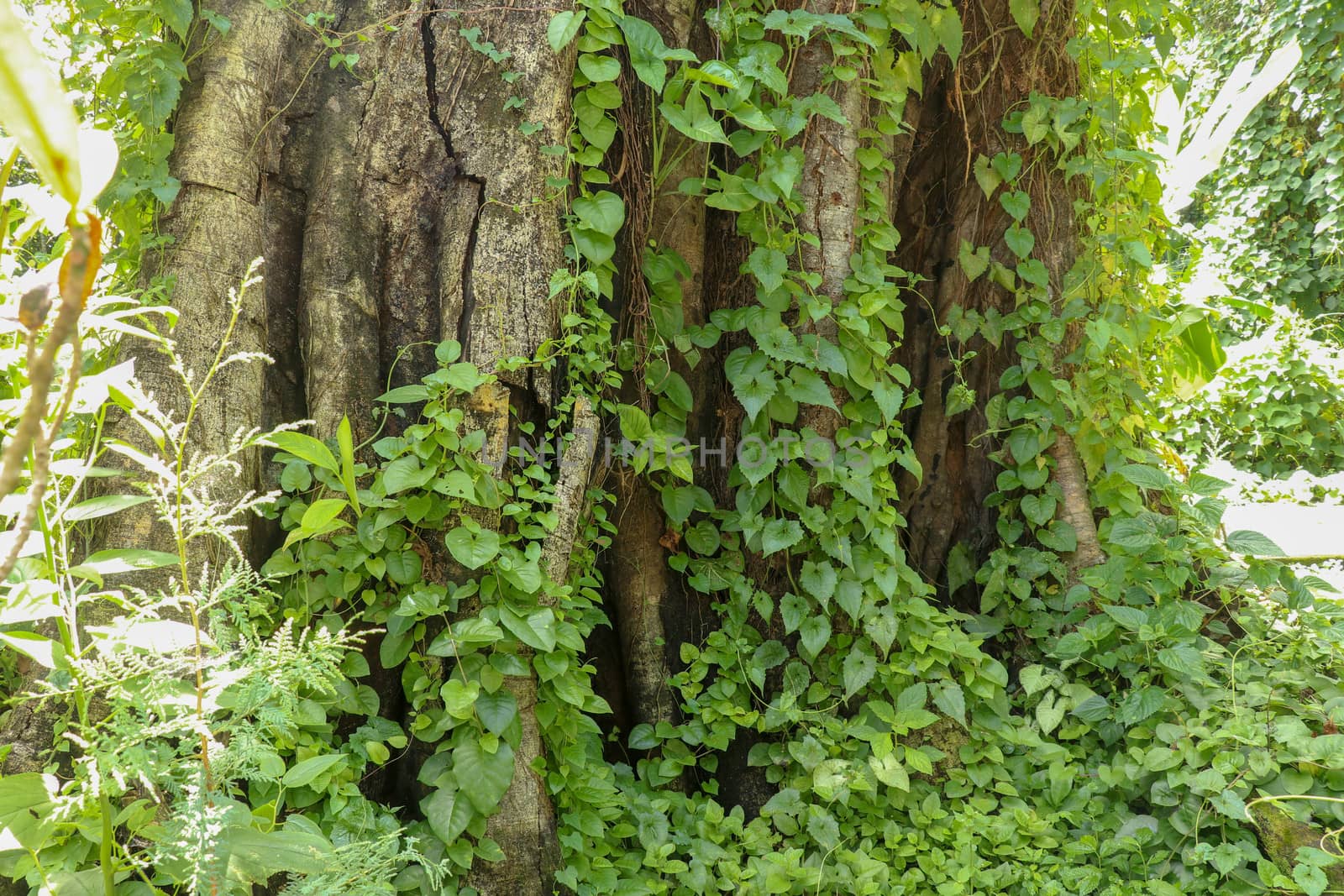 Large old tree overgrown with lianas at Borobudur on Java, Indonesia. Close-up of the tree trunks covered by lianas in rain forest.
