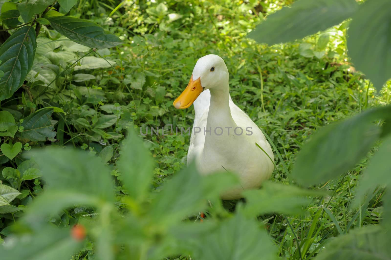 White runner duck in a green paddy field or at a meadow. white duck on a green lawn. Duck close up on a background of green grass.