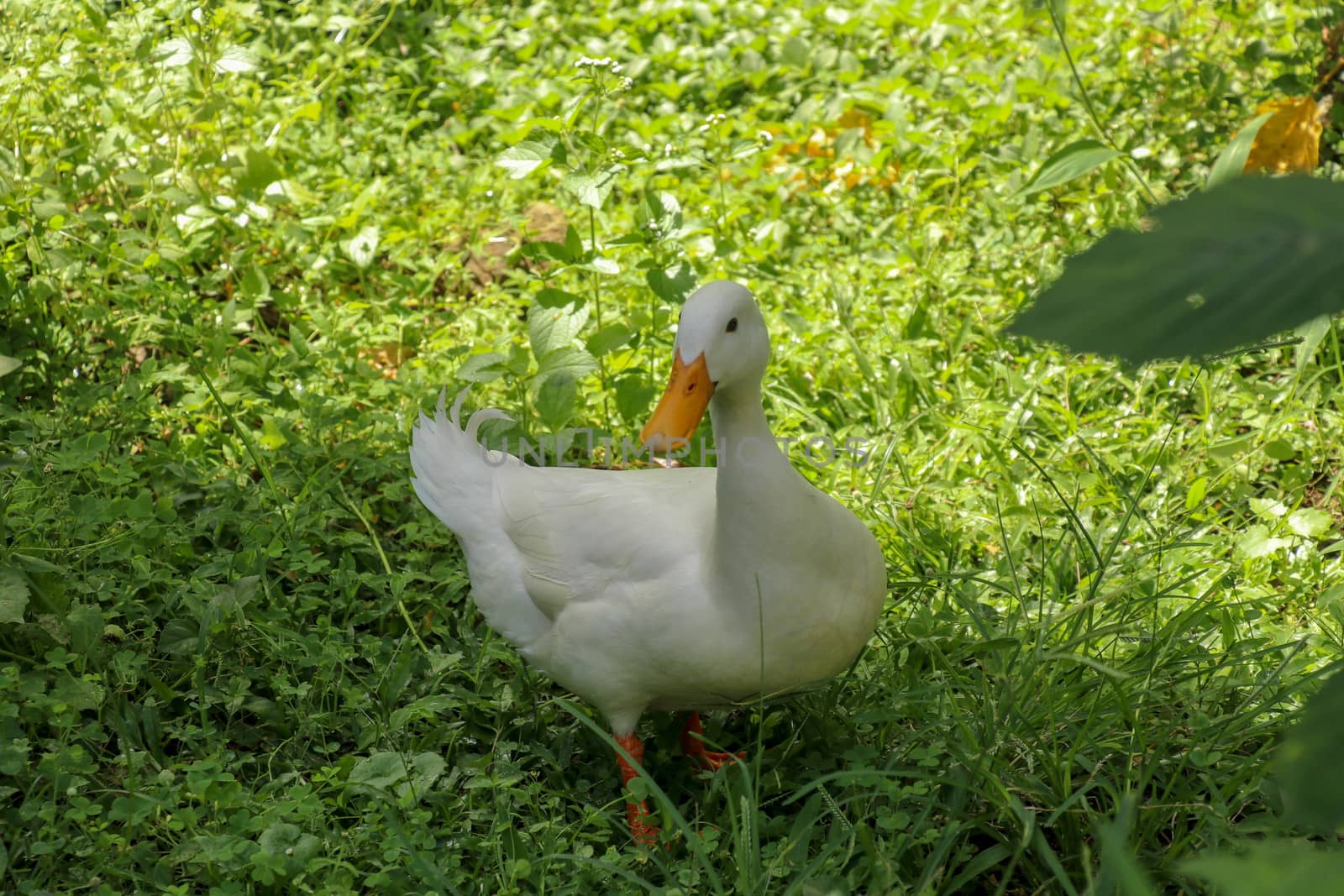 White runner duck in a green paddy field or at a meadow. white duck on a green lawn. Duck close up on a background of green grass.