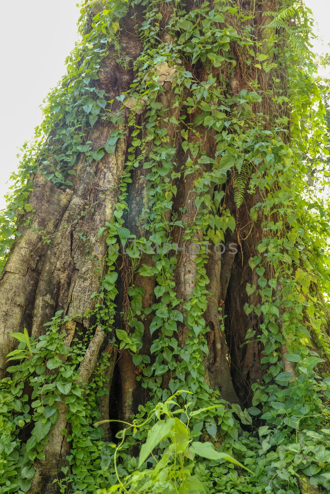Large old tree overgrown with lianas at Borobudur on Java, Indonesia. Close-up of the tree trunks covered by lianas in rain forest.
