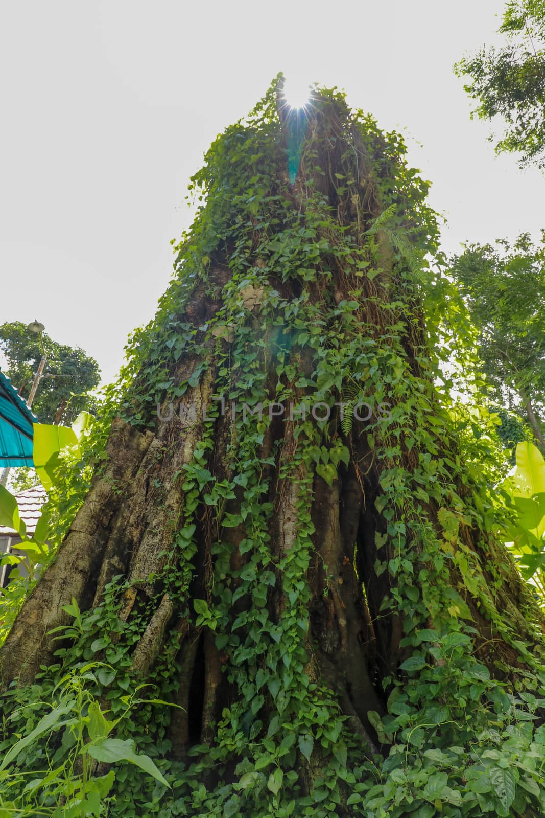 Large old tree overgrown with lianas at Borobudur on Java, Indonesia. Close-up of the tree trunks covered by lianas in rain forest.
