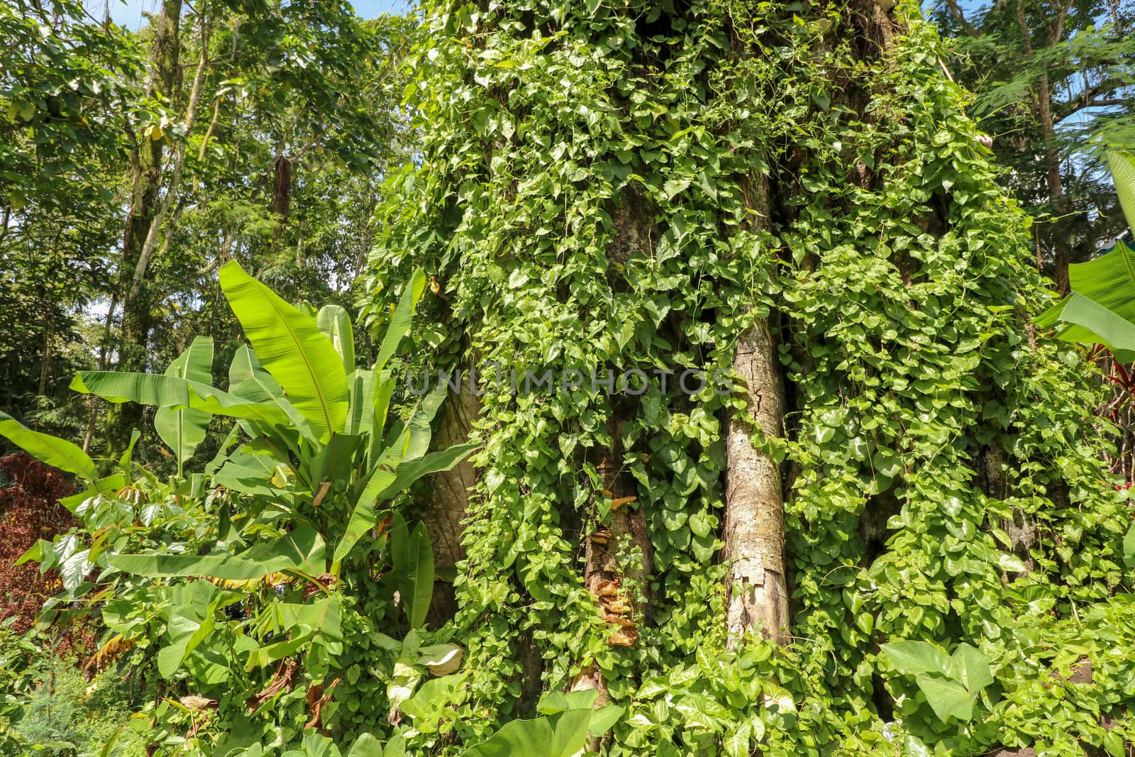 Large old tree overgrown with lianas at Borobudur on Java, Indonesia. Close-up of the tree trunks covered by lianas in rain forest.