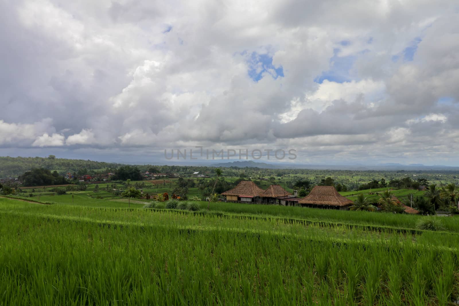 Jatiluwih Rice Terrace, Scenic area with verdant, undulating rice terraces, Bali, Indonesia. Beautiful landscape, fresh green rice paddies, cloudy sky background. Wooden building with dry reed roof.