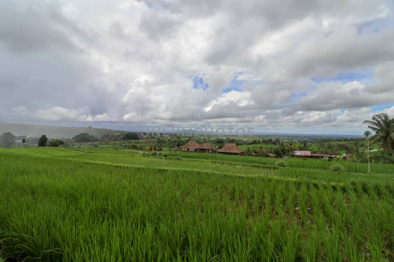 Jatiluwih Rice Terrace, Scenic area with verdant, undulating rice terraces, Bali, Indonesia. Beautiful landscape, fresh green rice paddies, cloudy sky background. Wooden building with dry reed roof.