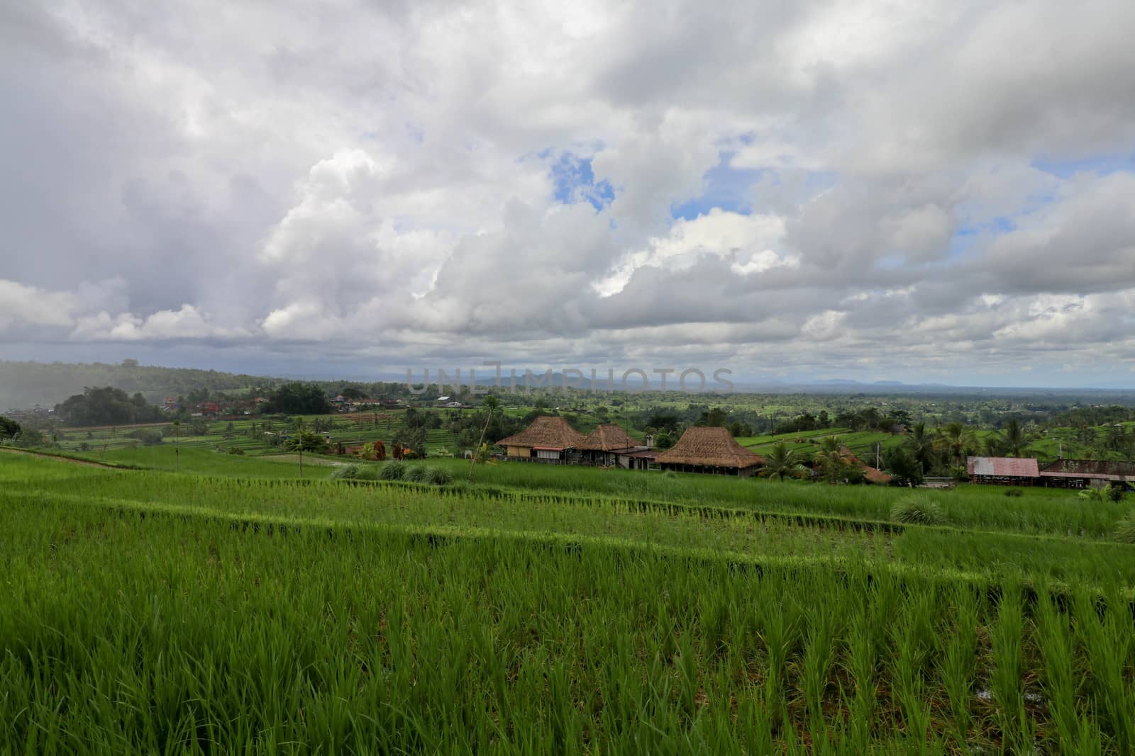 Jatiluwih Rice Terrace, Scenic area with verdant, undulating rice terraces, Bali, Indonesia. Beautiful landscape, fresh green rice paddies, cloudy sky background. Wooden building with dry reed roof.