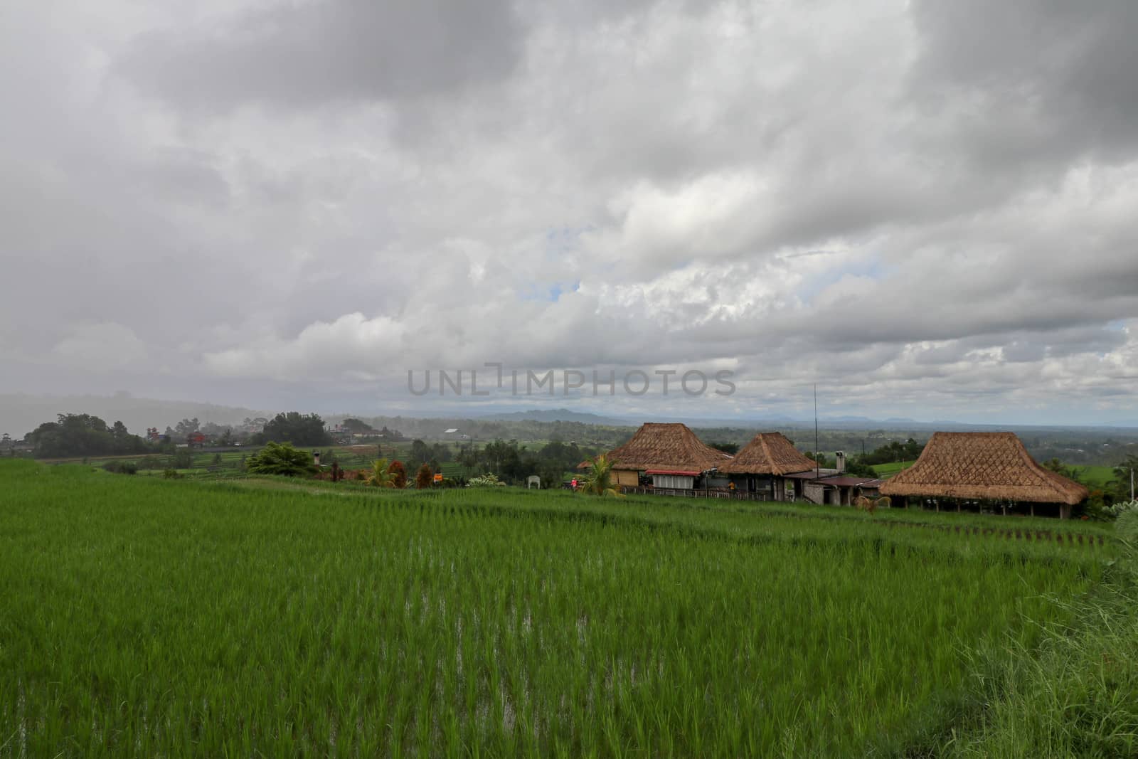 Jatiluwih Rice Terrace, Scenic area with verdant, undulating rice terraces, Bali, Indonesia. Beautiful landscape, fresh green rice paddies, cloudy sky background. Wooden building with dry reed roof.