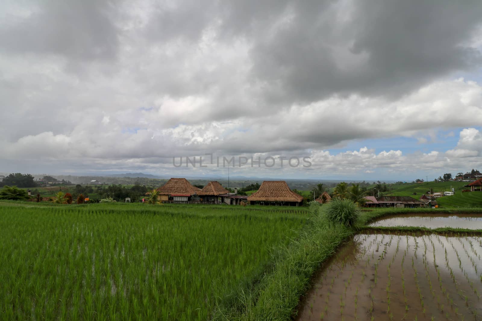 Jatiluwih Rice Terrace, Scenic area with verdant, undulating rice terraces, Bali, Indonesia. Beautiful landscape, fresh green rice paddies, cloudy sky background. Wooden building with dry reed roof.