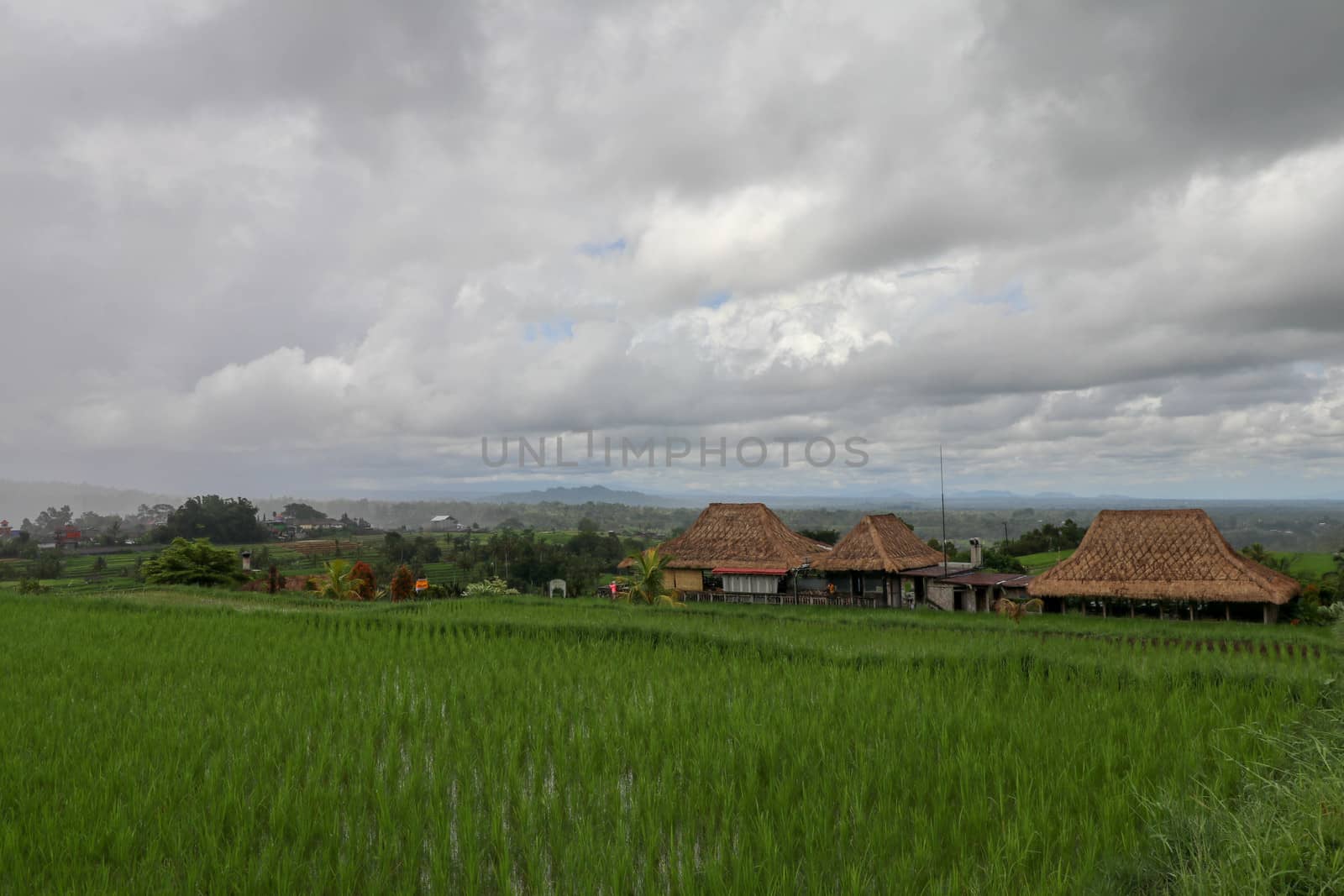 Jatiluwih Rice Terrace, Scenic area with verdant, undulating rice terraces, Bali, Indonesia. Beautiful landscape, fresh green rice paddies, cloudy sky background. Wooden building with dry reed roof.