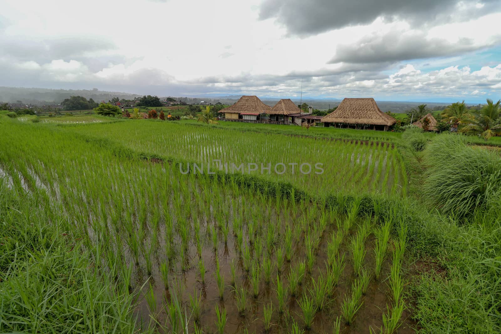 Jatiluwih Rice Terrace, Scenic area with verdant, undulating rice terraces, Bali, Indonesia. Beautiful landscape, fresh green rice paddies, cloudy sky background. Wooden building with dry reed roof.
