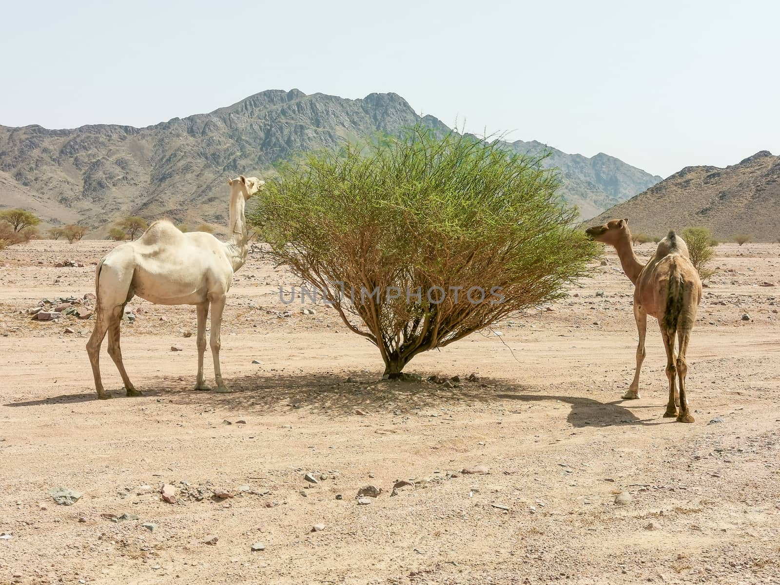 Desert landscape view with camels. Selective focus and holidays concepts by silverwings