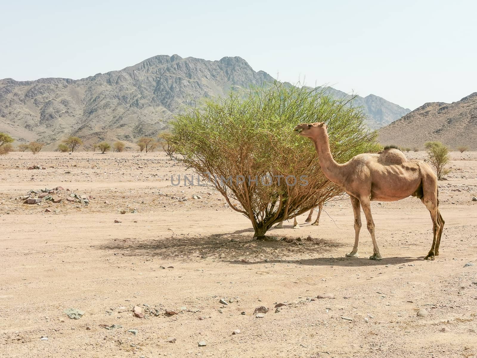 Desert landscape view with camels. selective focus