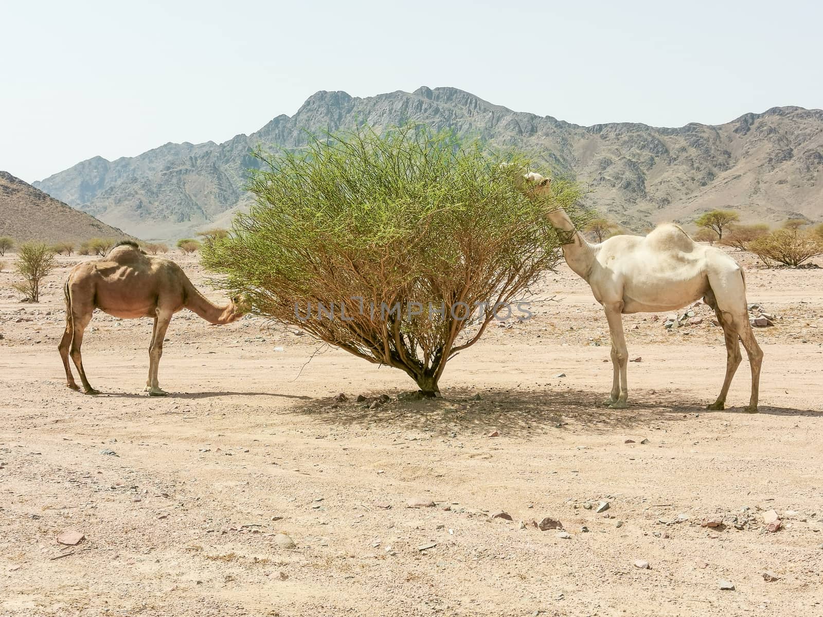 Desert landscape view with camels. selective focus