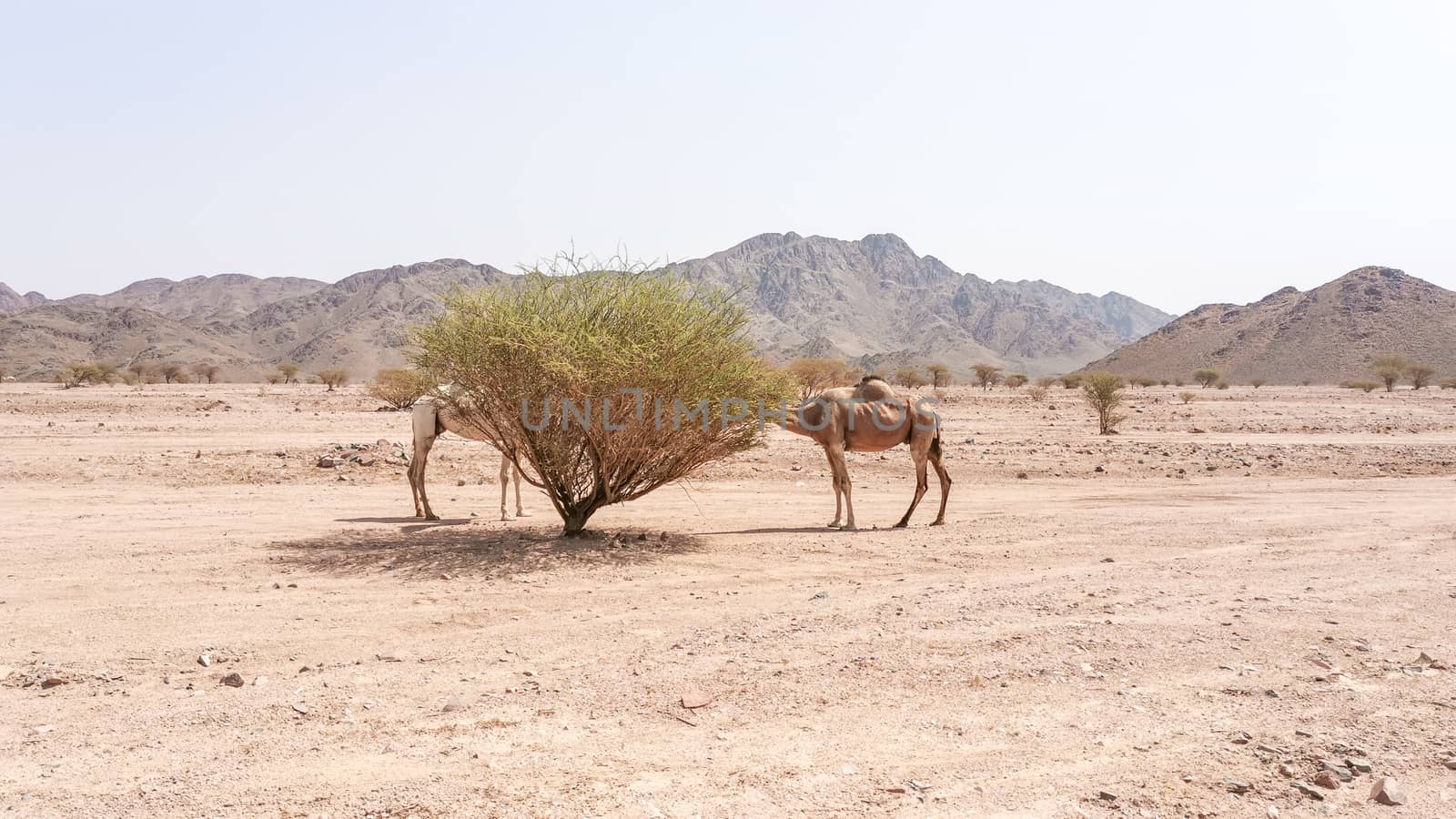 Desert landscape view with camels. Selective focus and holidays concepts by silverwings