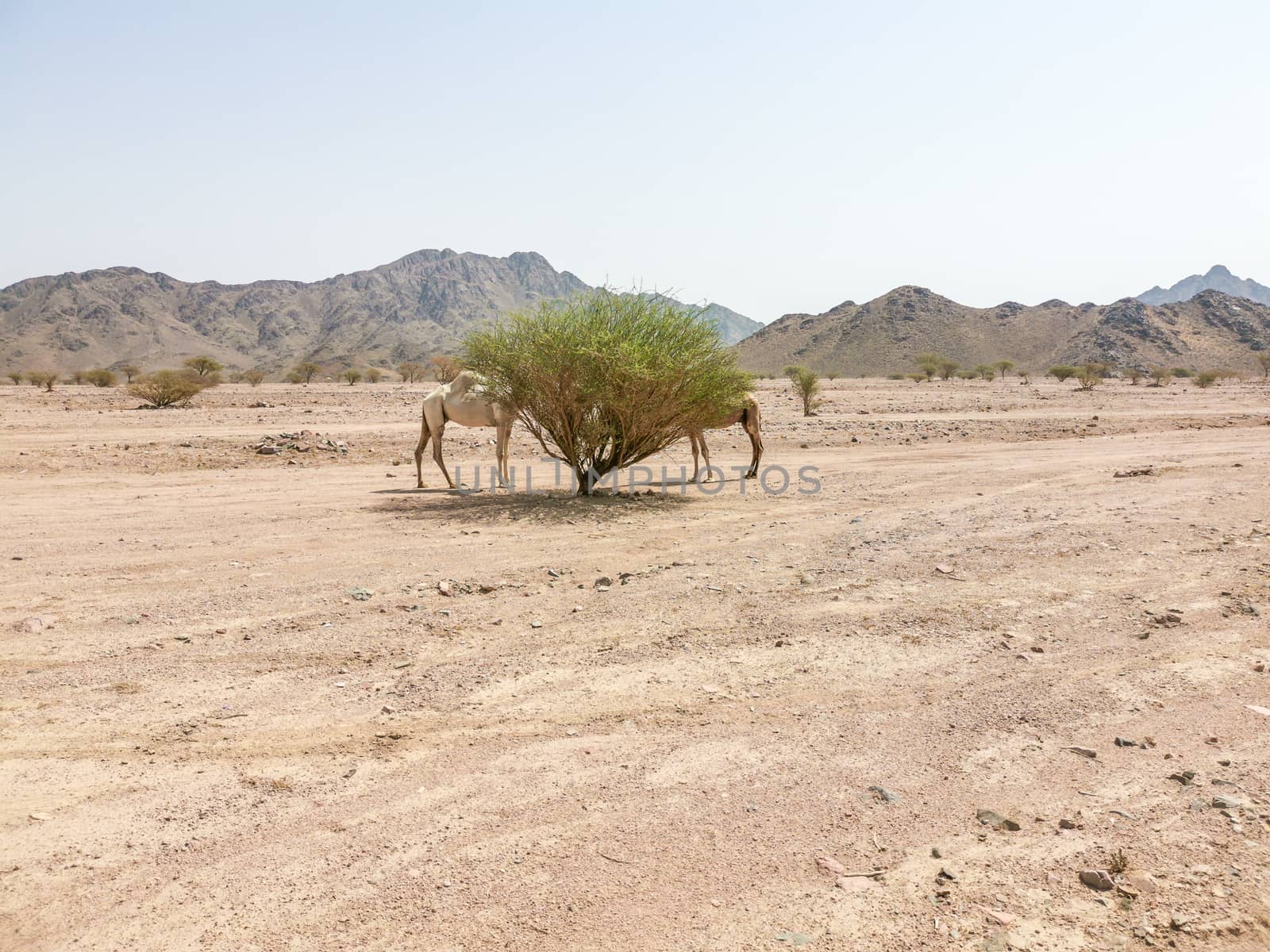 Desert landscape view with camels. selective focus