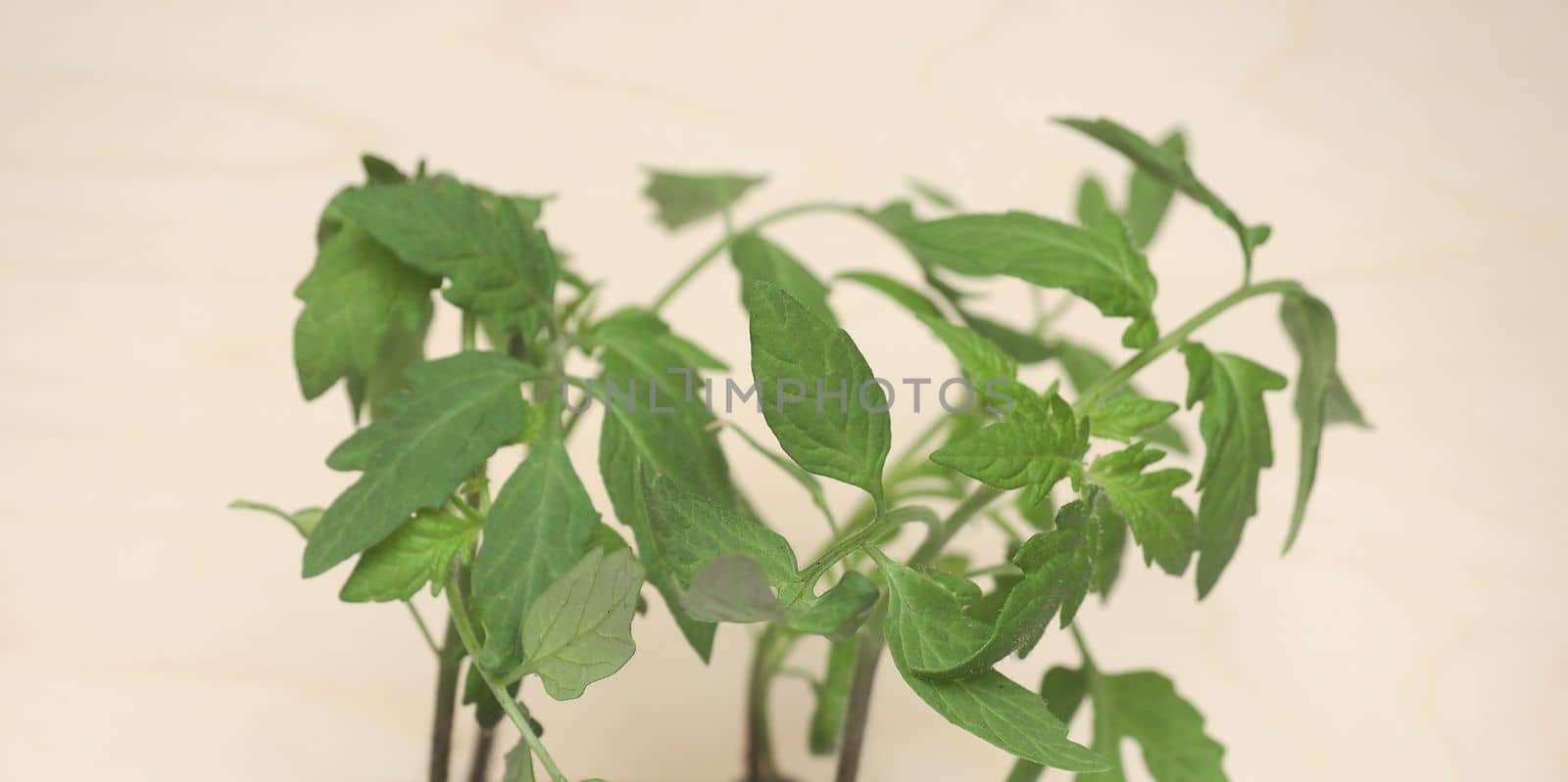 tomato plants (Solanum lycopersicum) seedlings in plastic pots