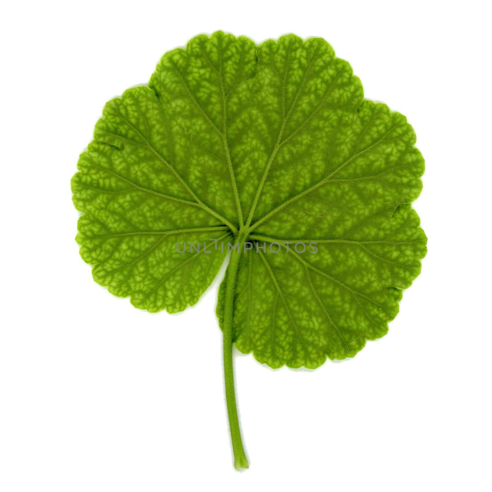 leaf of a geranium aka cranesbill plant (scientific classification Geraniales) over white background