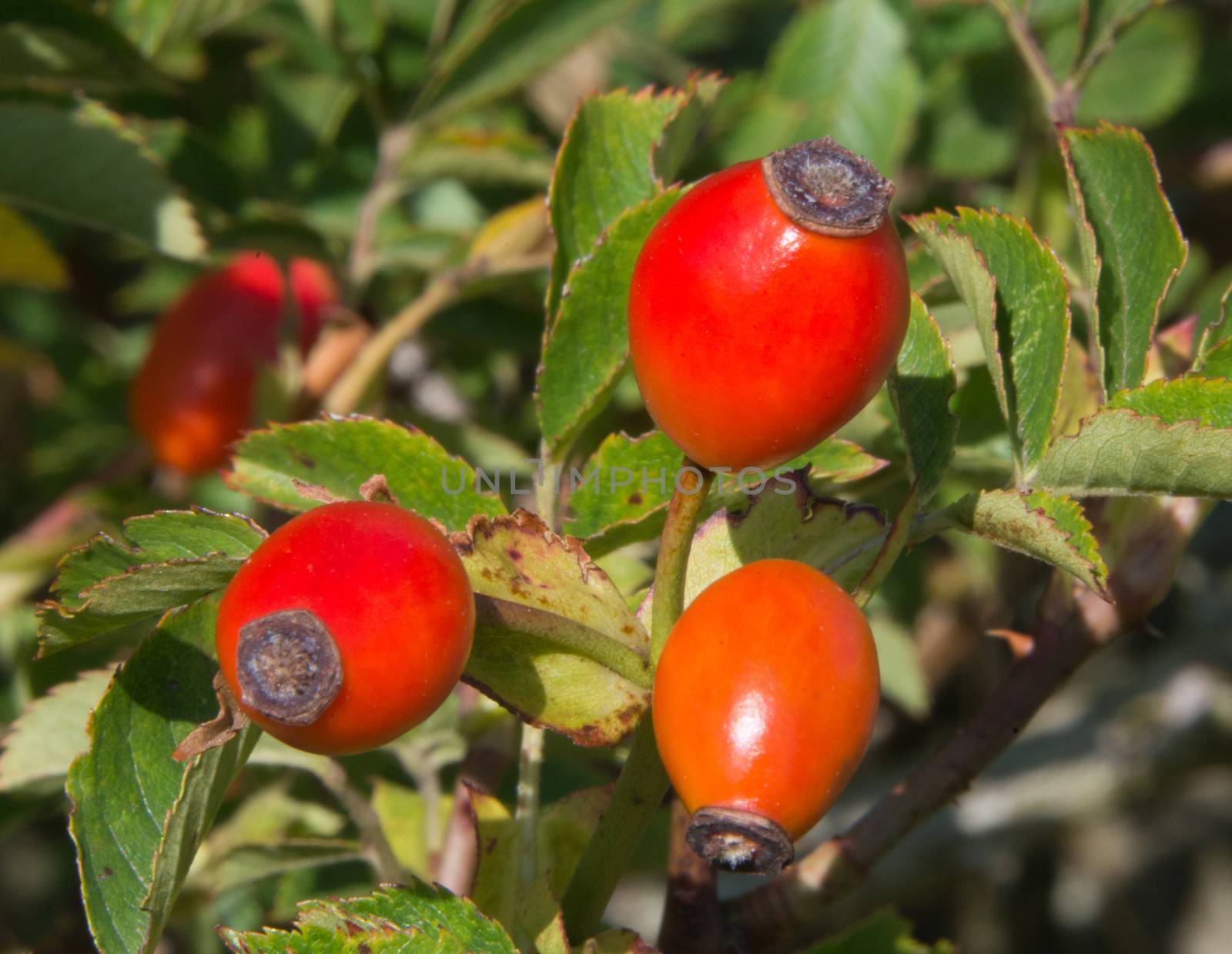 Rose Hips in Late summer by TimAwe