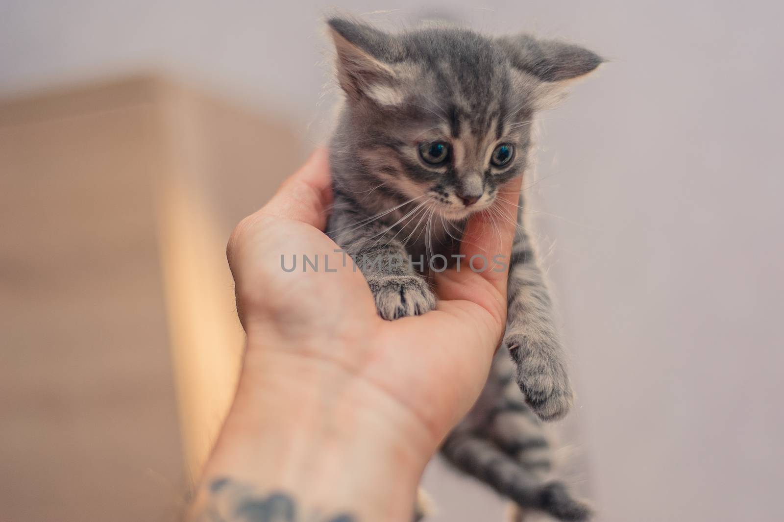 little gray sitting kitten on the hand