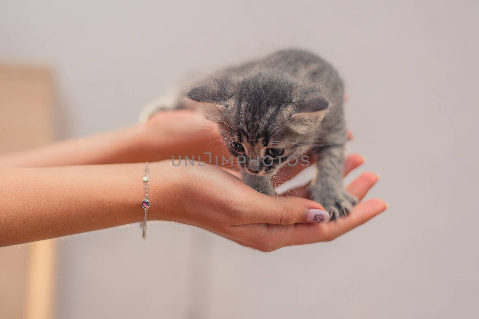 Small Gray kitten sits on hands