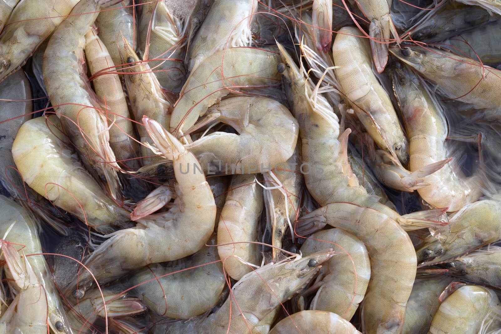 Close up fresh pacific white shrimp background in Thailand.