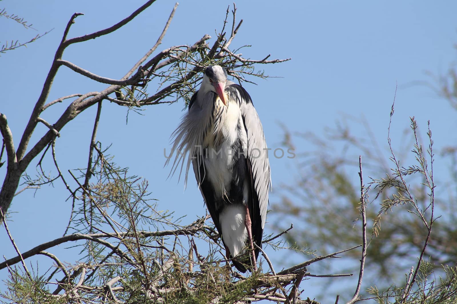 Stork on branch of a tree