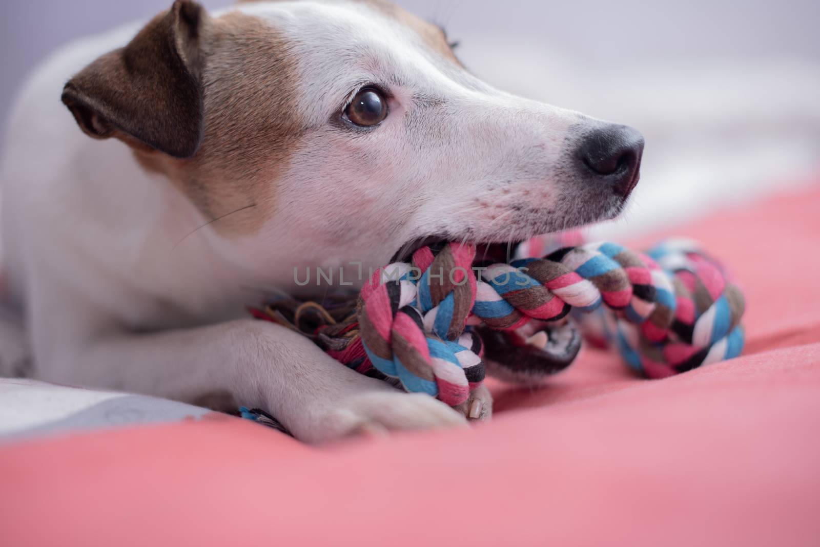 Terrier puppy biting his rope on bed