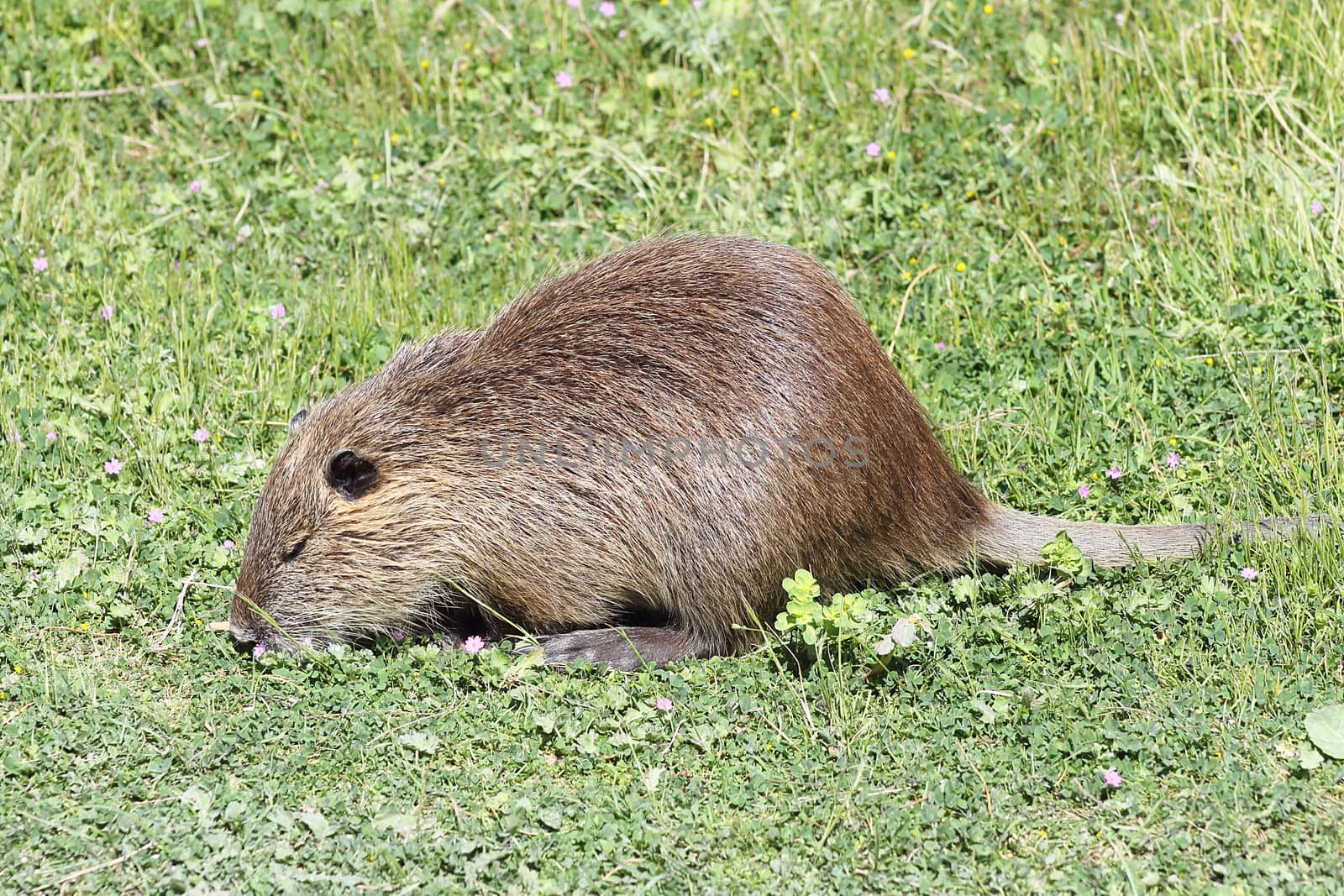 Nutria in the grass