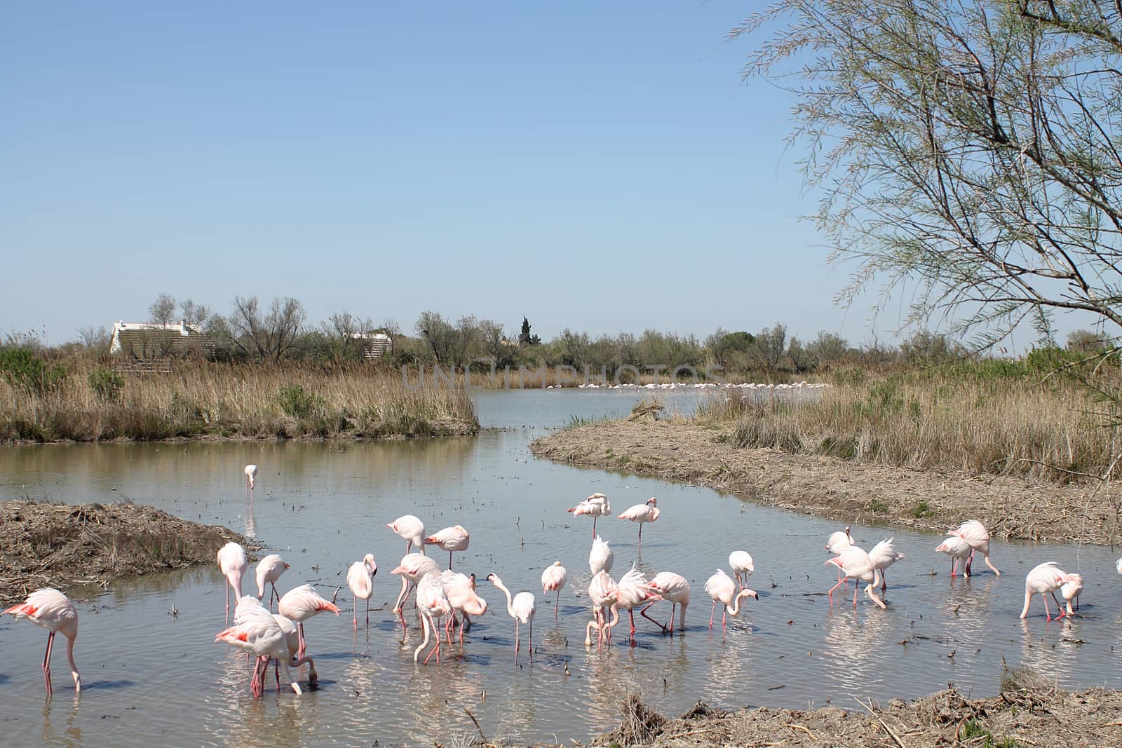 Pink flamingos in Camargue, France