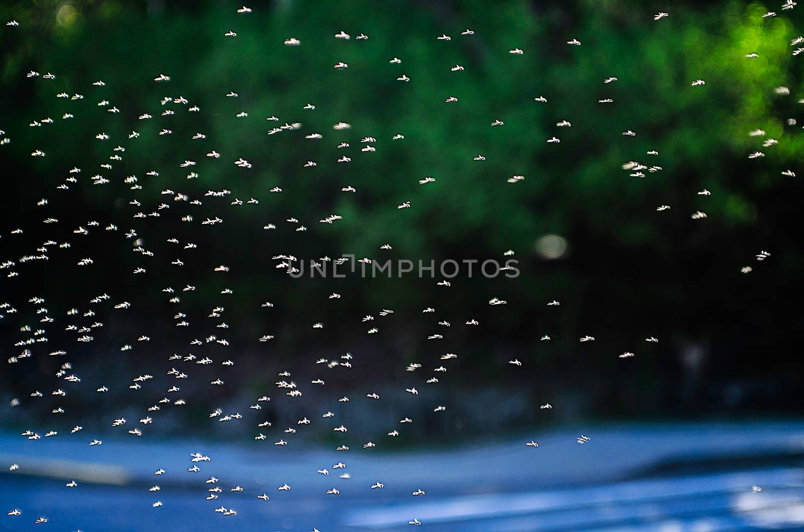 Many insects flying in the air. Mosquitoes swarm flying within dusk. by KajaNi
