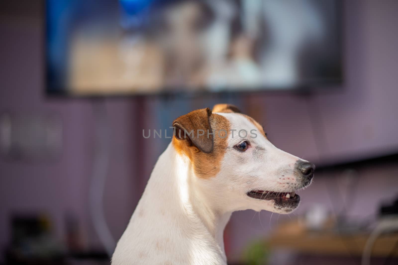 Close up portrait of terrier dog watching television by rushay