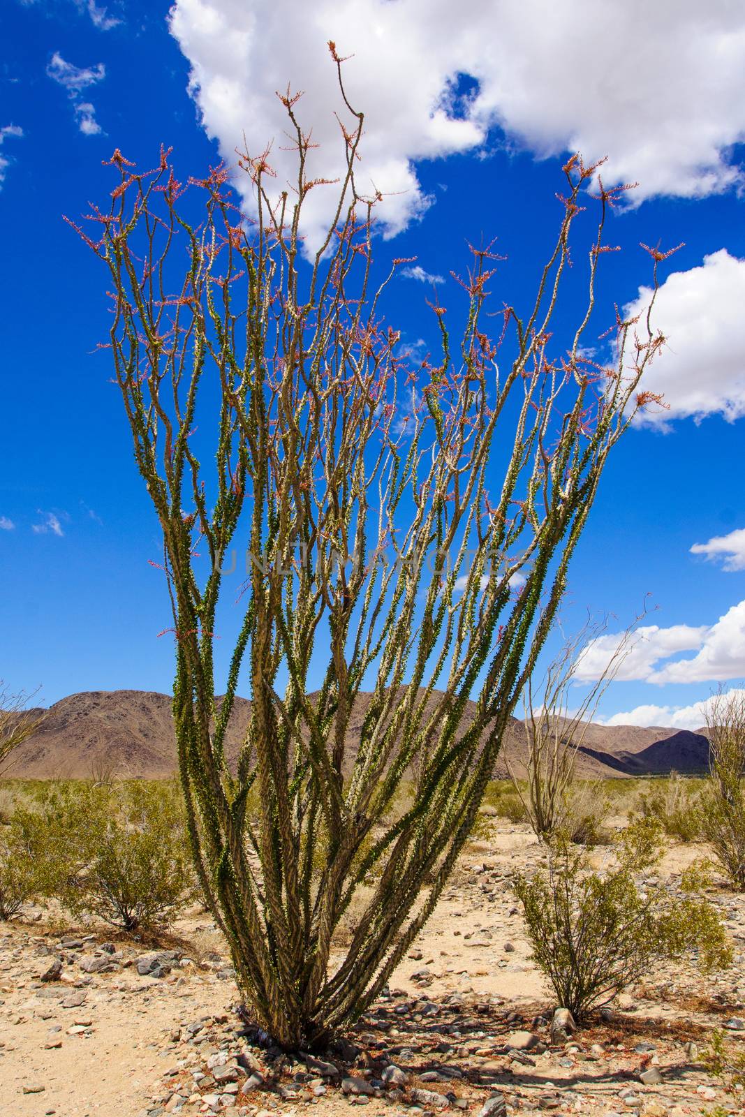 Desert landscape in Joshua Tree National Park, California, USA