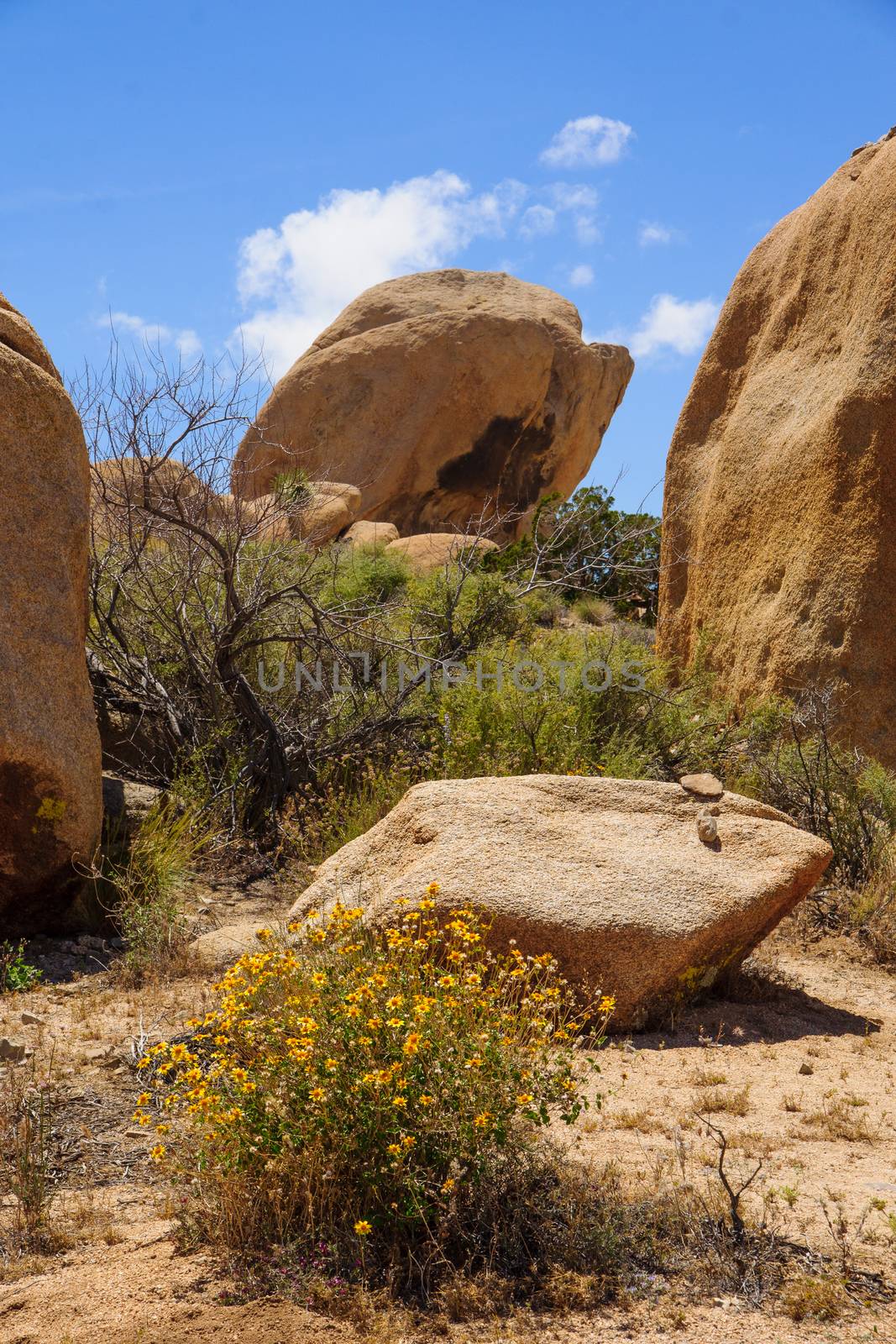 Rock formations in Joshua Tree National Park, California, USA