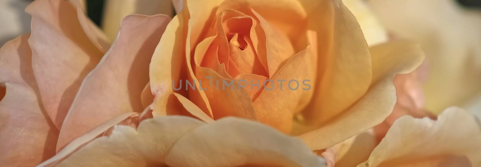 Beautiful macro of a blooming orange rose rose by Stimmungsbilder