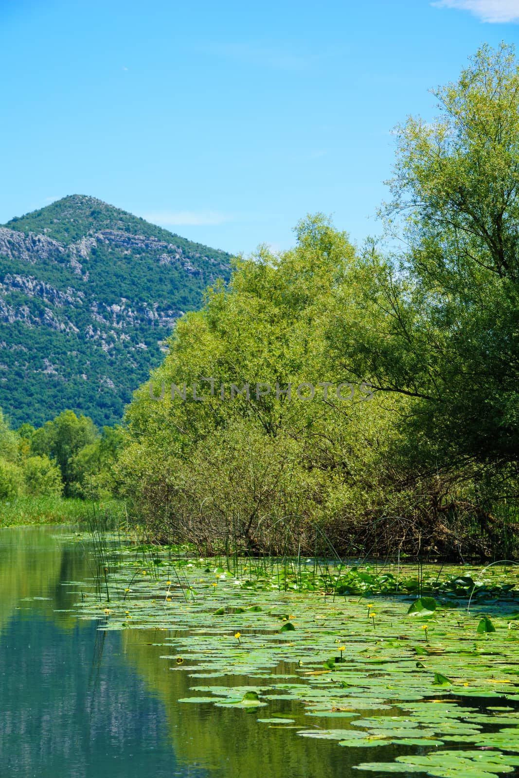 The Rijeka Crnojevica River, in the northern area of Skadar Lake National Park. Montenegro