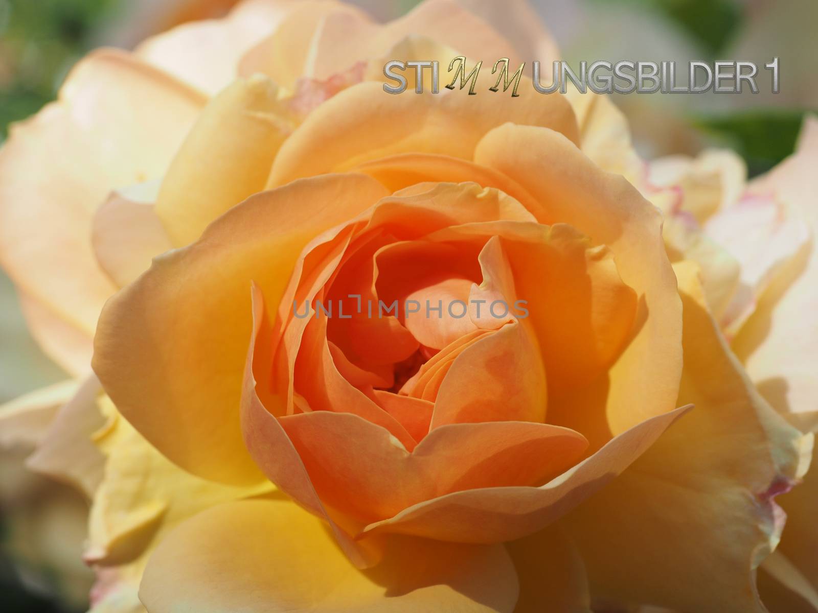 Macro of a beautiful orange rose