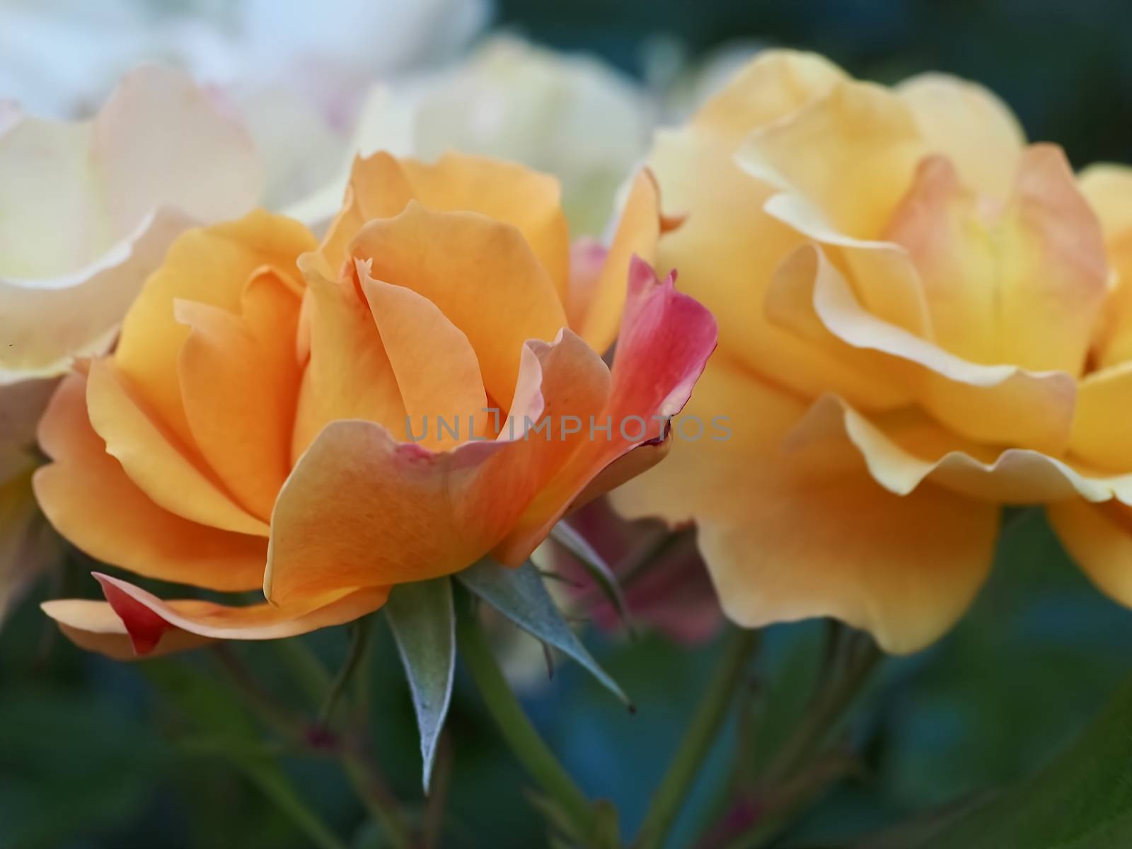 Beautiful macro of a blooming orange rose rose by Stimmungsbilder