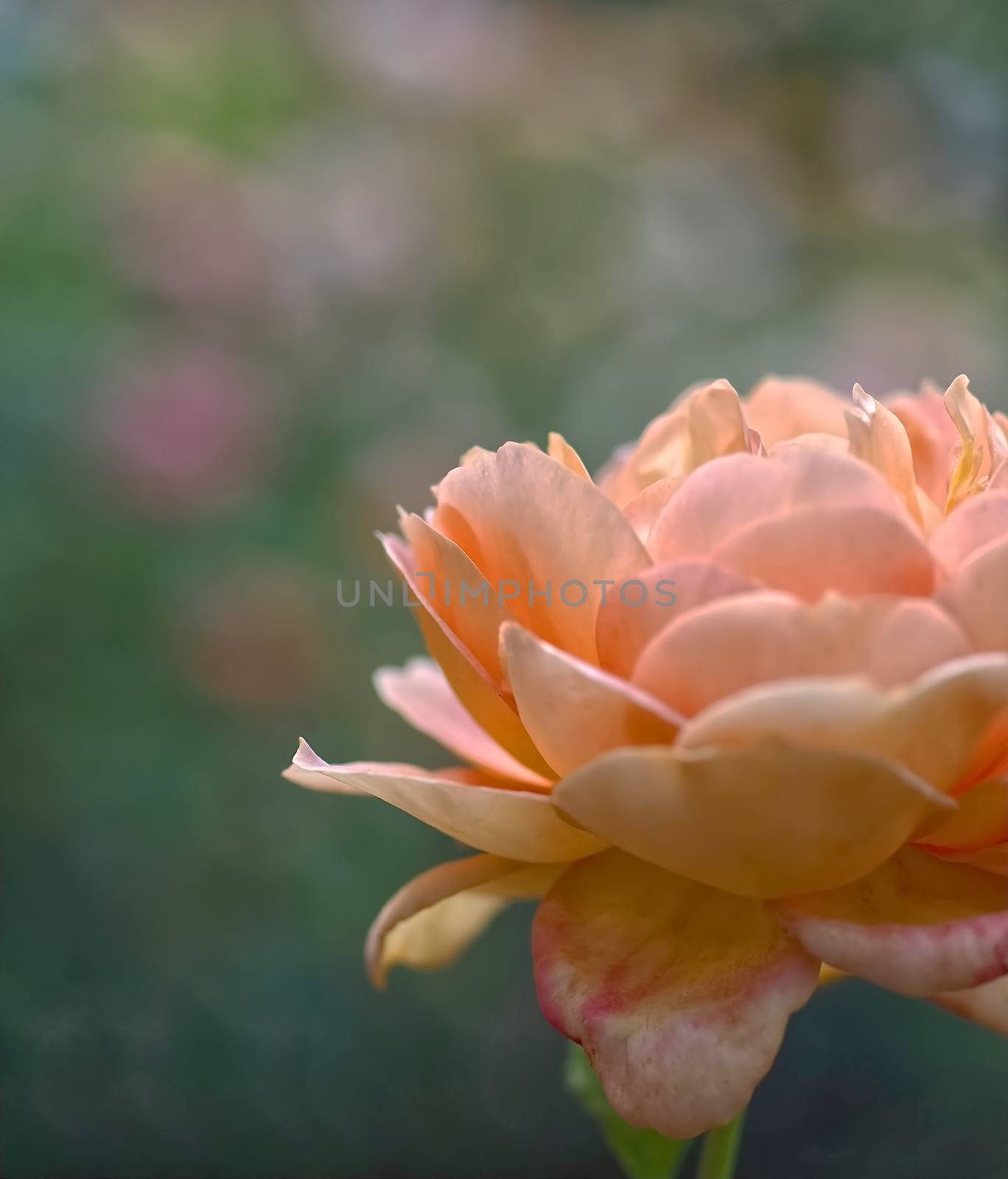 Beautiful macro of a blooming orange rose rose by Stimmungsbilder