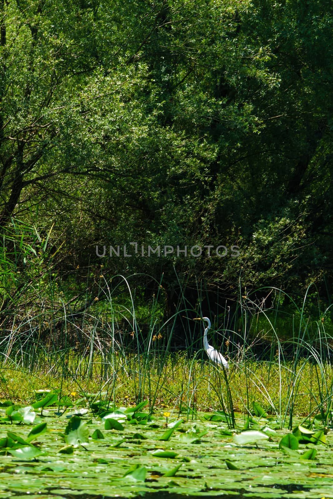 Great Egret, Skadar Lake by RnDmS