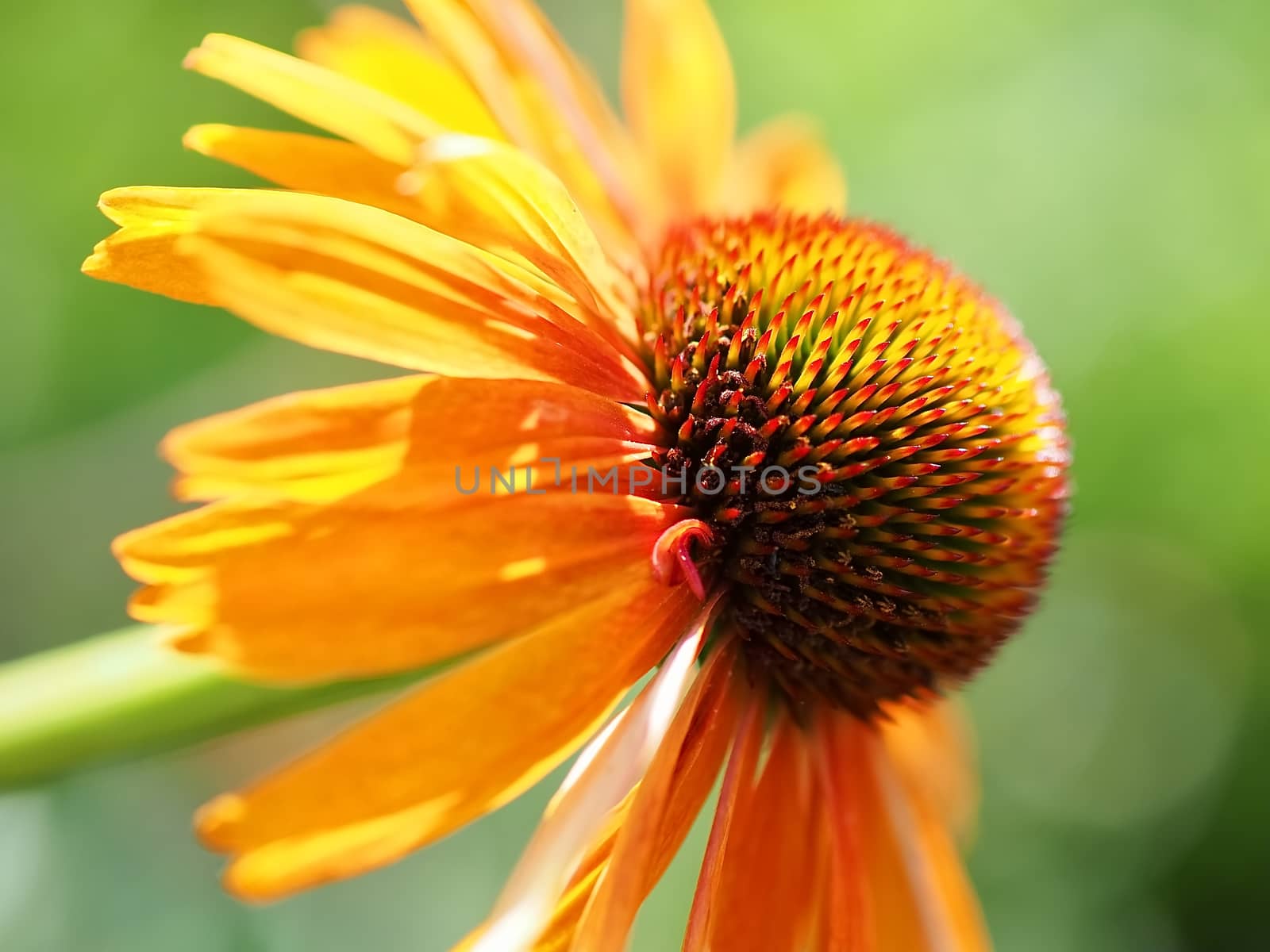 Macro of a yellow echinacea or summer hat flower by Stimmungsbilder