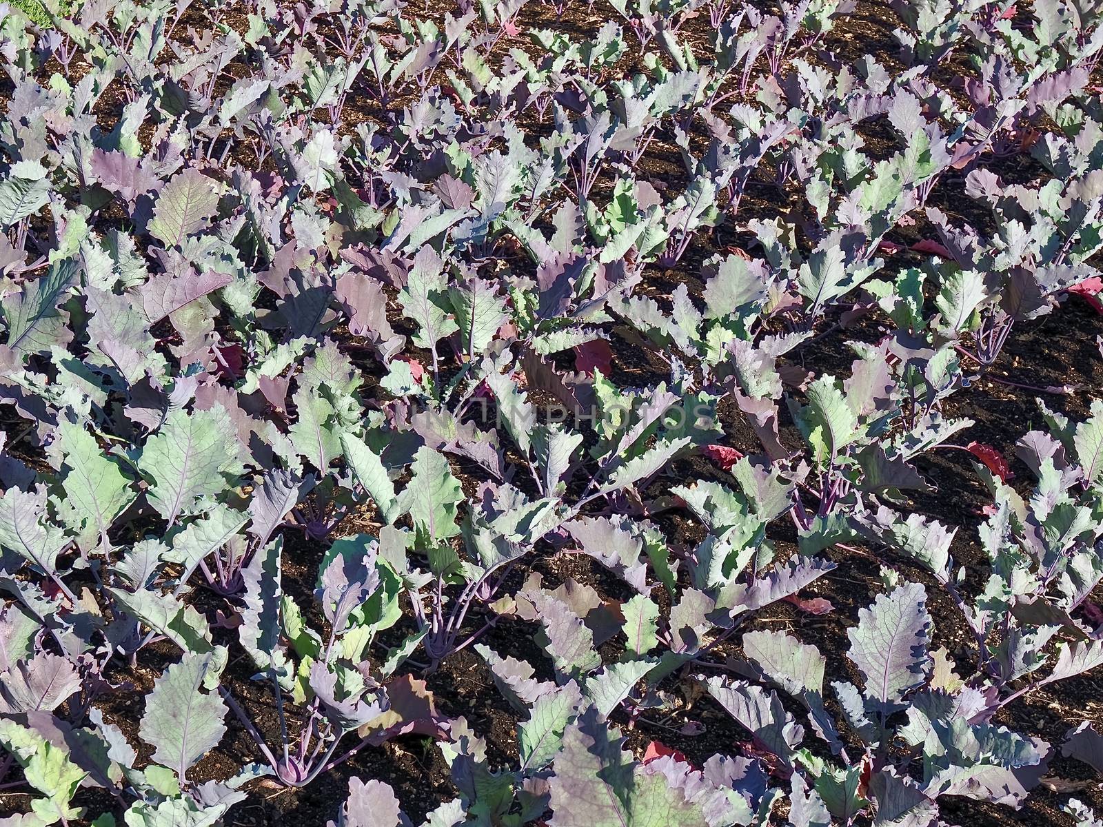 Neat vegetable garden with cabbage plants by Stimmungsbilder