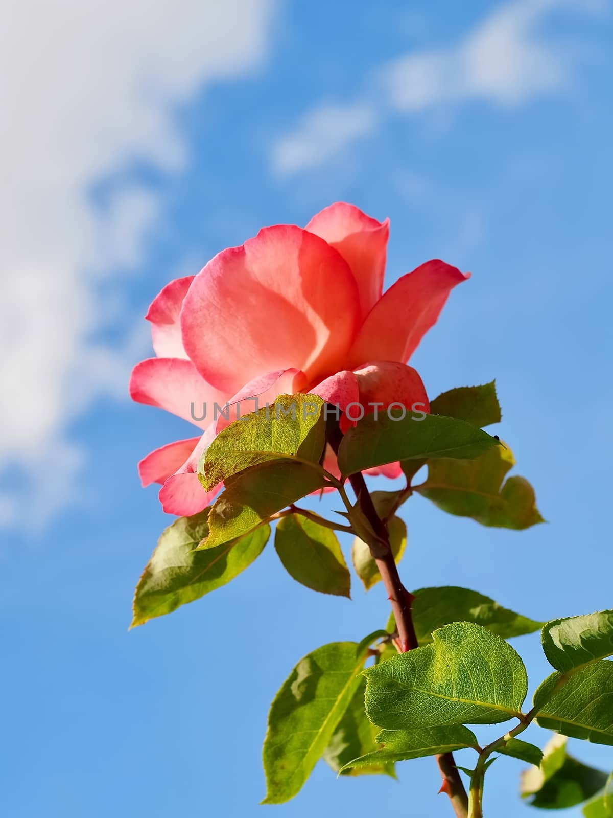 Macro of a red rose in front of blue sky