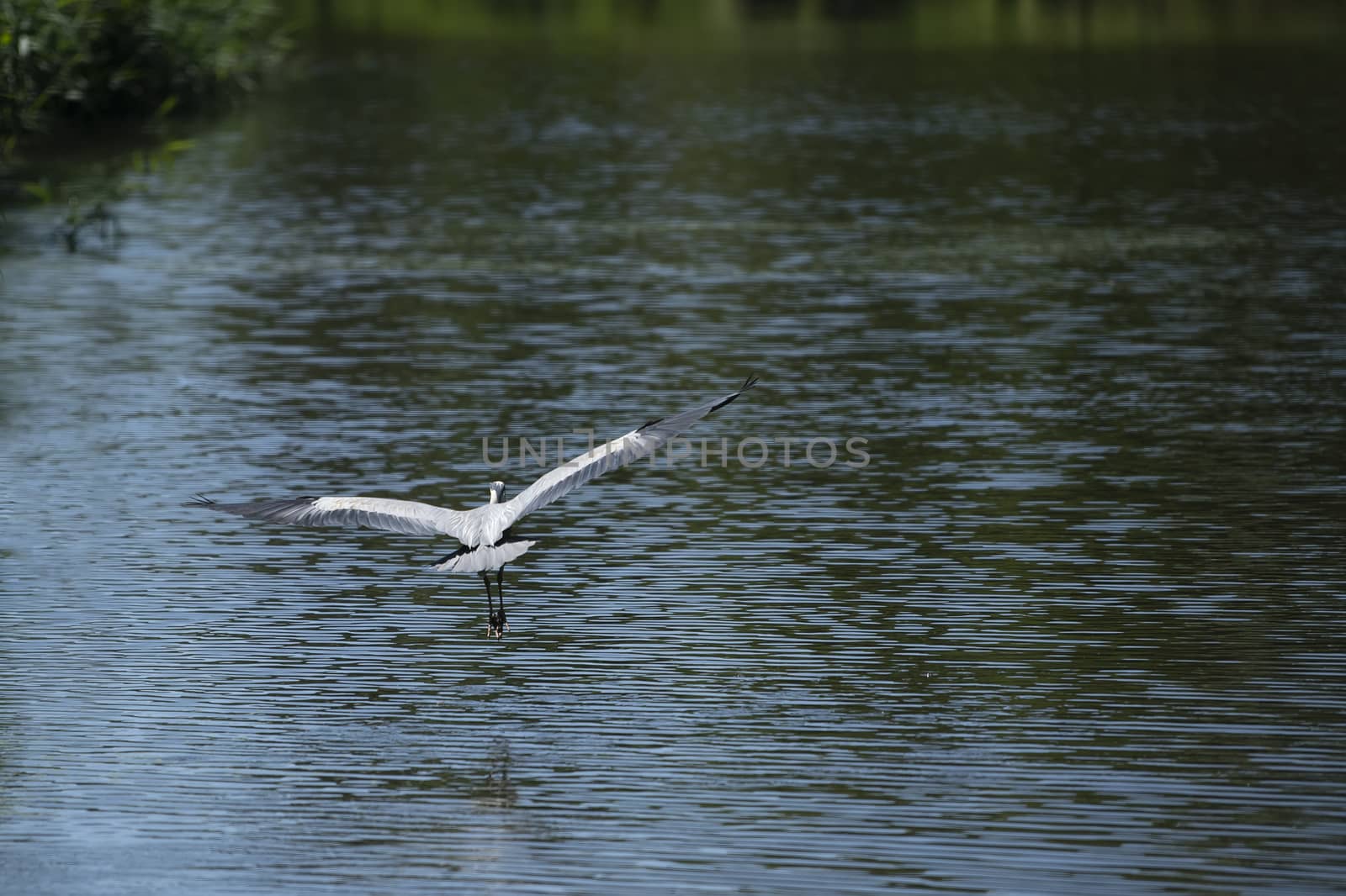 A grey heron flying of the pond looking for fish by ankorlight