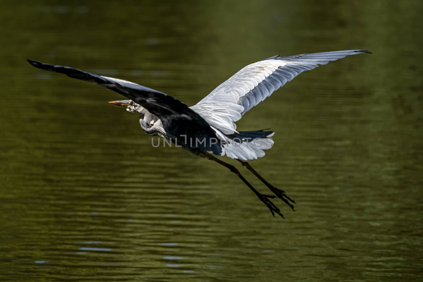 A grey heron flying of the pond looking for fish