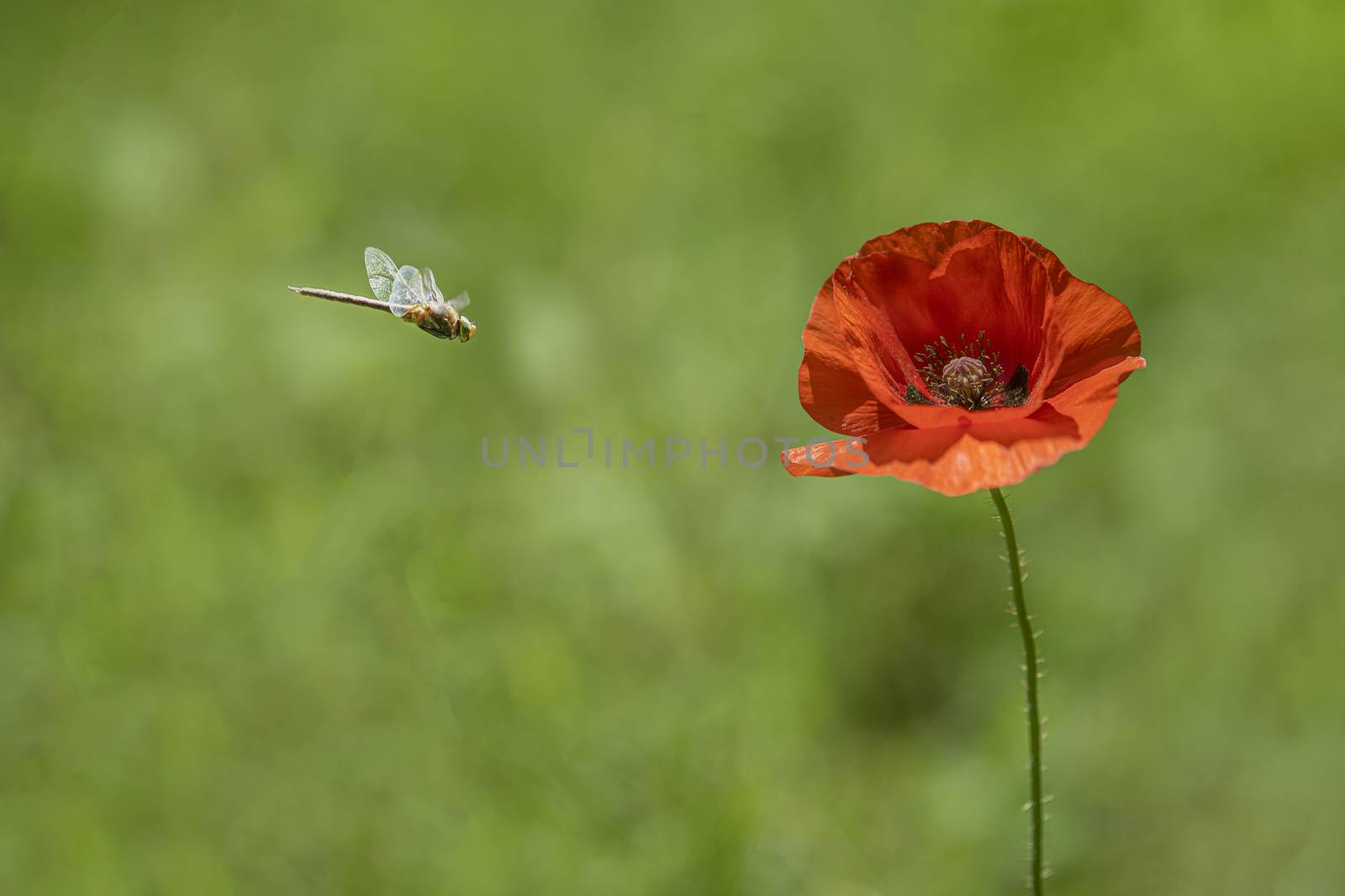 A flying dragonfly approaching a vivid red color poppy blooming under the spring sunny daylight by ankorlight